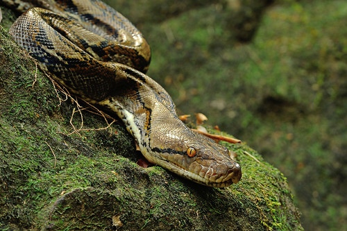 アミメニシキヘビ の生態 飼育方法や寿命等10つのポイント 爬虫類大図鑑