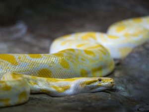 ビルマニシキヘビ の生態 性格や値段等7つのポイント 爬虫類大図鑑