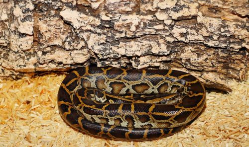 ビルマニシキヘビ の生態 性格や値段等7つのポイント 爬虫類大図鑑