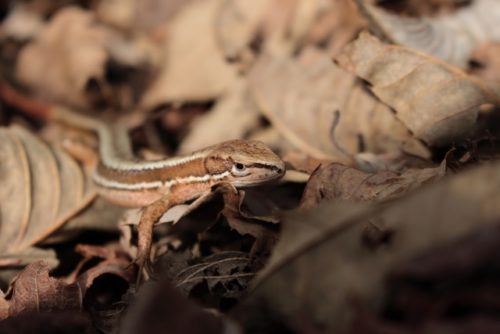 ニホンカナヘビの生態 飼育方法や餌について等12個のポイント 爬虫類大図鑑