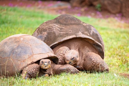 ガラパゴスゾウガメのまとめ 寿命や絶滅危惧種なのかについて9個のポイント 爬虫類大図鑑