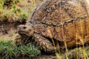 ヒョウモンガメの生態 飼育環境や寿命等9個のポイント 爬虫類大図鑑