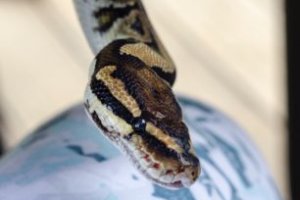 アミメニシキヘビ の生態 飼育方法や寿命等10つのポイント 爬虫類大図鑑