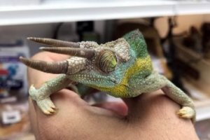 エボシカメレオンの生態 飼育方法や値段等9つのポイント 爬虫類大図鑑