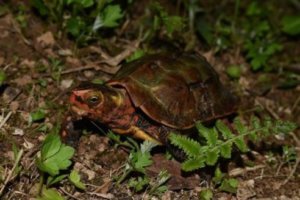 クサガメの生態 飼育方法や販売価格等15個のポイント 爬虫類大図鑑