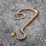 ヒバカリのまとめ 飼育方法や販売価格等10個のポイント 爬虫類大図鑑