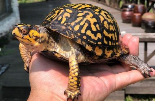 ハラガケガメのまとめ 飼い方 繁殖や餌やり と販売価格等9個のポイント 爬虫類大図鑑