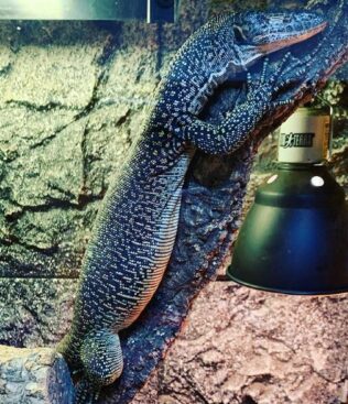 マングローブモニターのまとめ 飼育方法や販売価格等6個のポイント 爬虫類大図鑑