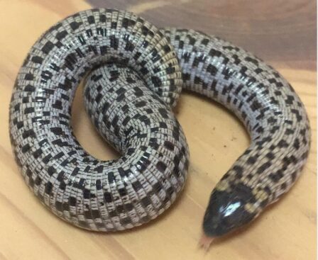 コモチミミズトカゲの生態 生息地や飼育方法等6個のポイント 爬虫類大図鑑