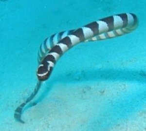 ヒロオウミヘビの生態 生息地や最大の大きさ等5個のポイント 爬虫類大図鑑
