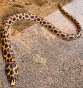 モヨウモンガラドオシの生態 生息地や食べることができるのか等6個のポイント 爬虫類大図鑑