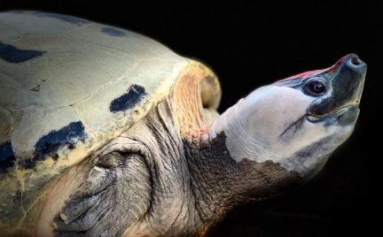 ヒョウモンガメの生態 飼育環境や寿命等9個のポイント 爬虫類大図鑑