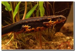 シリケンイモリの生態 飼育方法や販売価格について等10個のポイント 爬虫類大図鑑