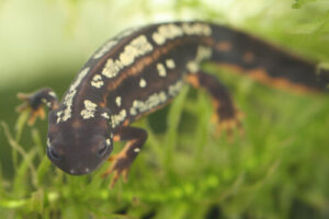 シリケンイモリの生態 飼育方法や販売価格について等10個のポイント 爬虫類大図鑑