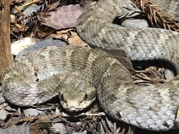 ツシママムシの生態 生息地や最大の大きさ等5個のポイント 爬虫類大図鑑