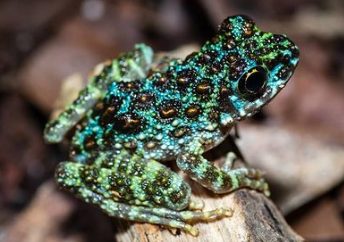 イシカワガエルの生態 飼育方法や鳴き声の特徴等6個のポイント 爬虫類大図鑑 イシカワガエルの生態 飼育方法や鳴き声の特徴等6個のポイント 爬虫類大図鑑