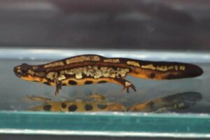 シリケンイモリの生態 飼育方法や販売価格について等10個のポイント 爬虫類大図鑑