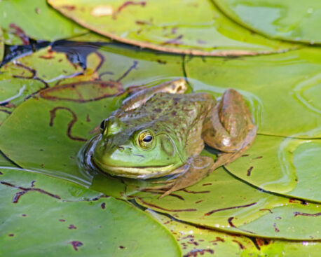 牛蛙 ウシガエル の生態 飼育方法や駆除方法等15個のポイント 爬虫類大図鑑