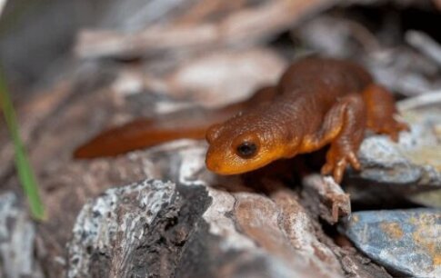 【カリフォルニアイモリの生態!】飼育方法や生息地について等5個のポイント! 爬虫類大図鑑