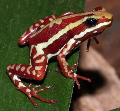 ミイロヤドクガエルの生態 鳴き声の特徴や販売価格等5個のポイント 爬虫類大図鑑