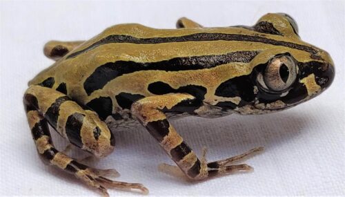 セネガルガエルの生態 飼育方法や寿命について等5個のポイント 爬虫類大図鑑